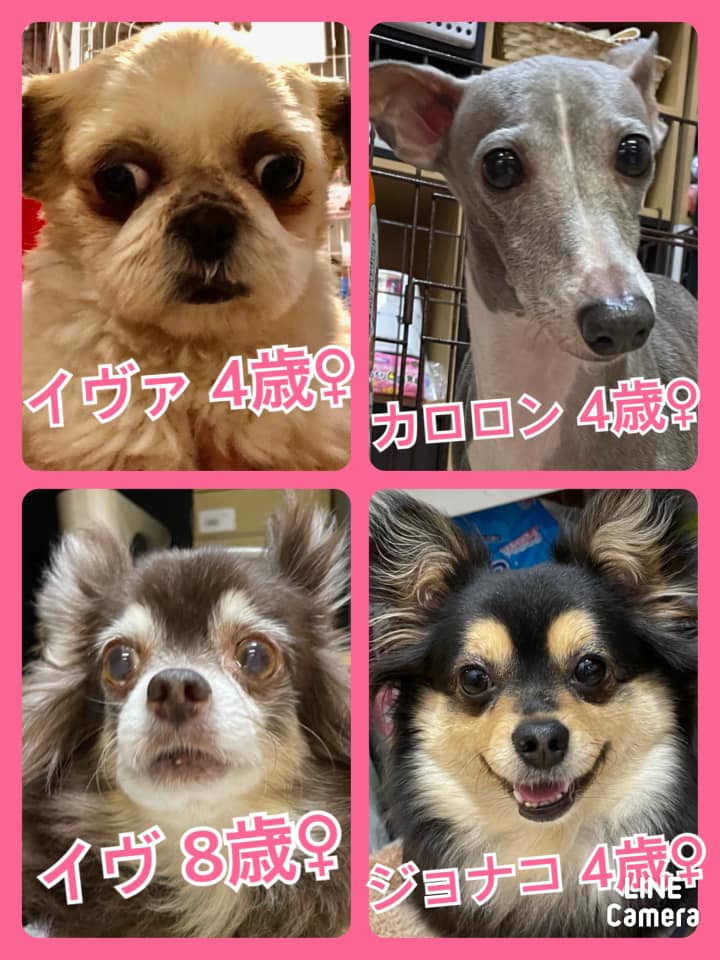 🐾今日の里親様募集中ワンコ🐶メンバーです🐾2021,4,25